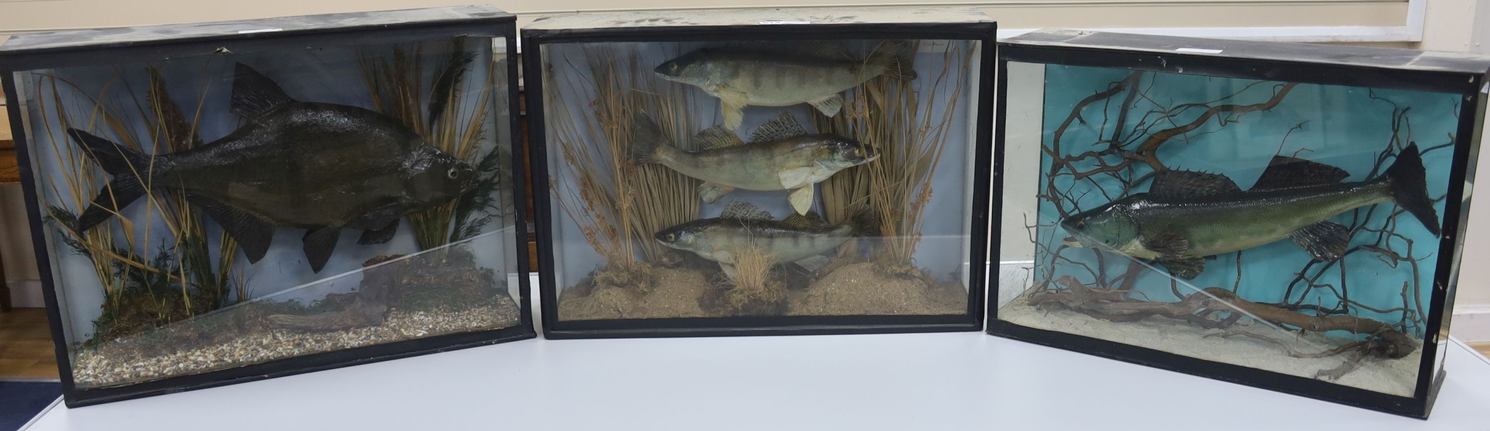 Three cased taxidermic fish, largest 61cm